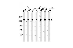 All lanes : Anti-SF3B1 Antibody (N-term) at 1:2000 dilution Lane 1: NC-1 whole cell lysate Lane 2: Hela whole cell lysate Lane 3: Jurkat whole cell lysate Lane 4: NIH/3T3 whole cell lysate Lane 5: H-4-II-E whole cell lysate Lane 6: A431 whole cell lysate Lane 7: HepG2 whole cell lysate Lysates/proteins at 20 μg per lane.