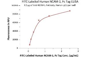 Immobilized A-1 Antibody, Human IgG1 at 5 μg/mL (100 μL/well) can bind Fed Human NCAM-1, Fc Tag (ABIN6992429) with a linear range of 0. (CD56 Protein (AA 20-718) (Fc Tag,FITC))
