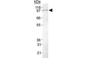 Western Blot Analysis of KIAA1524 in HeLa whole cell lysate using KIAA1524 monoclonal antibody, clone 2G10 . (KIAA1524 Antikörper  (C-Term))