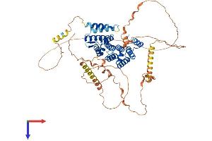 CTIF/KIAA0427 Protein (AA 1-598) (His tag)