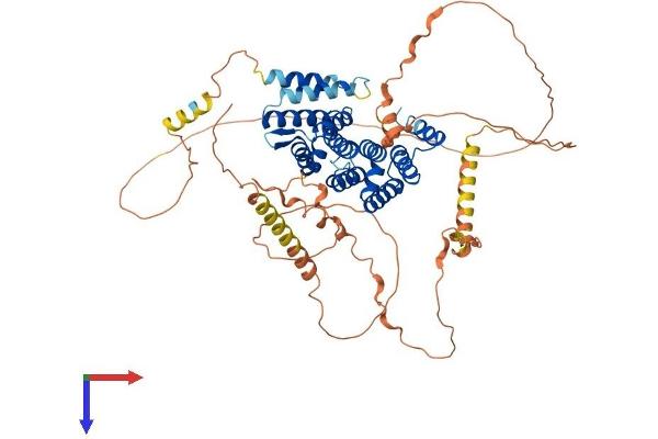 CTIF/KIAA0427 Protein (AA 1-598) (His tag)