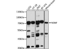 Western blot analysis of extracts of various cell lines, using NSMF antibody (ABIN1681015, ABIN3019087, ABIN3019088 and ABIN6220710) at 1:1000 dilution. (NMDA Receptor Synaptonuclear Signaling and Neuronal Migration Factor (NSMF) (AA 226-505) Antikörper)