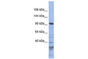 Myosin Ic antibody used at 1 ug/ml to detect target protein.