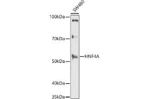 Western blot analysis of extracts of SW480 cells, using HNF4A antibody (ABIN3022869, ABIN3022870, ABIN3022871 and ABIN6219273) at 1:1000 dilution. (HNF4A Antikörper  (AA 200-300))