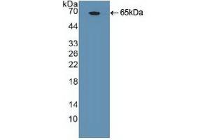 Western blot analysis of recombinant Huma NANOG. (Nanog Antikörper  (AA 1-305))