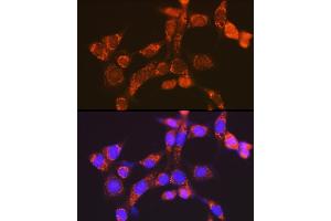 Immunofluorescence analysis of NIH-3T3 cells using NDUFV1 Rabbit pAb  at dilution of 1:100 (40x lens). (NDUFV1 Antikörper  (AA 1-250))