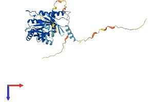 Septin 12 Protein (Sep12) (AA 1-358) (His tag)