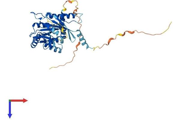 Septin 12 Protein (Sep12) (AA 1-358) (His tag)
