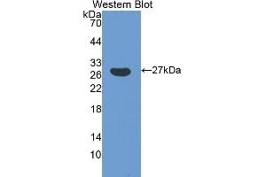 Western Blotting (WB) image for anti-Glutathione S-Transferase alpha 5 (GSTa5) (AA 1-221) antibody (ABIN3205771) (GSTa5 Antikörper  (AA 1-221))
