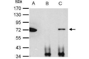 IP Image Ku70 antibody immunoprecipitates Ku70 protein in IP experiments. (XRCC6 Antikörper  (C-Term))