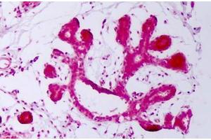 Anti-HSP70 / Heat Shock Protein 70 antibody IHC staining of human breast.