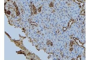 ABIN6279867 at 1/100 staining Mouse kidney tissue by IHC-P. (Syntaxin 6 Antikörper  (Internal Region))