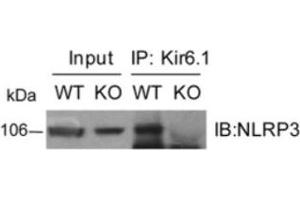 Protein Complex Immunoprecipitation (Co-IP) image for anti-NLR Family, Pyrin Domain Containing 3 (NLRP3) (AA 1-93), (Pyrin Domain) antibody (ABIN1169100)