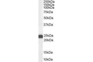 Western Blotting (WB) image for BCL2-Associated Athanogene 2 (BAG2) peptide (ABIN369886) (BCL2-Associated Athanogene 2 (BAG2) Peptid)