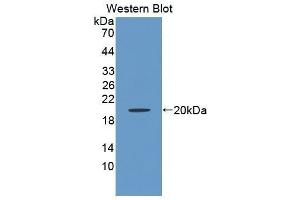 Western Blotting (WB) image for anti-Tumor Necrosis Factor Receptor Superfamily, Member 13C (TNFRSF13C) (AA 45-169) antibody (ABIN3208904) (TNFRSF13C Antikörper  (AA 45-169))