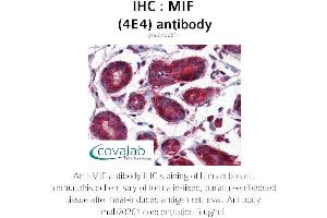 Image no. 1 for anti-Macrophage Migration Inhibitory Factor (Glycosylation-Inhibiting Factor) (MIF) (AA 1-114) antibody (ABIN1723187) (MIF Antikörper  (AA 1-114))
