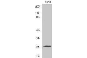 Western Blotting (WB) image for anti-Sodium Channel, Voltage-Gated, Type IV, beta Subunit (SCN4B) (Internal Region) antibody (ABIN3186886)