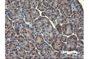 Image no. 1 for anti-Mitogen-Activated Protein Kinase 13 (MAPK13) antibody (ABIN1499952) (MAPK13 Antikörper)