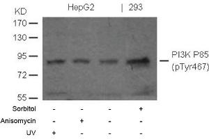 Image no. 1 for anti-Phosphoinositide 3 Kinase, p85 alpha (PI3K p85a) (pTyr467) antibody (ABIN372743)