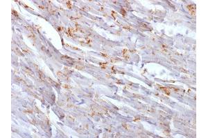 Formalin-fixed, paraffin-embedded Mouse Heart stained with N-Cadherin Mouse Monoclonal Antibody (CDH2/1573). (N-Cadherin Antikörper  (Intracellular))