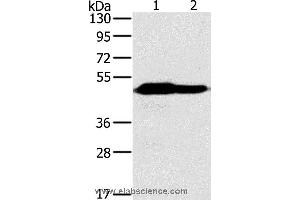 Western blot analysis of Mouse heart and brain tissue, using NDUFV1 Polyclonal Antibody at dilution of 1:500