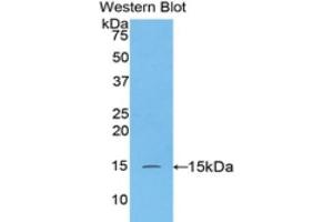 Western Blotting (WB) image for anti-Caspase 3 (CASP3) (AA 183-277) antibody (ABIN1077909) (Caspase 3 Antikörper  (AA 183-277))