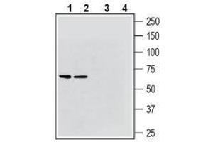 Western blot analysis of rat brain membranes (lanes 1 and 3) and mouse brain membranes (lanes 2 and 4): - 1-2. (Solute Carrier Family 17 (Vesicular Glutamate Transporter), Member 6 (SLC17A6) (AA 45-56), (Cytosolic), (N-Term) Antikörper)