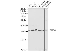 Western blot analysis of extracts of various cell lines, using WNT3A antibody (ABIN3021018, ABIN3021019, ABIN3021020, ABIN1513690 and ABIN6213915) at 1:1000 dilution. (WNT3A Antikörper  (AA 1-352))