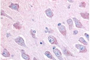 Anti-LINGO1 antibody  ABIN1049010 IHC staining of human brain, hippocampus. (LINGO1 Antikörper  (C-Term))