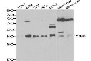 Western blot analysis of extracts of various cell lines, using MYD88 antibody. (MYD88 Antikörper  (AA 60-309))