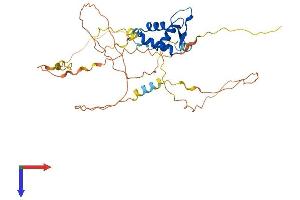 FOXI1 Protein (AA 1-378) (His tag)