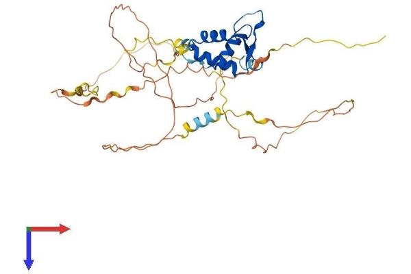 FOXI1 Protein (AA 1-378) (His tag)