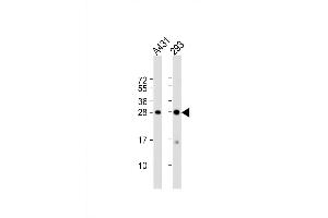 Western Blot at 1:1000 dilution Lane 1: A431 whole cell lysate Lane 2: 293 whole cell lysate Lysates/proteins at 20 ug per lane. (H1FX Antikörper  (C-Term))