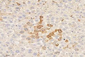 Immunohistochemistry analysis of paraffin-embedded mouse liver using,MRPL51 (ABIN7074649) at dilution of 1: 4000 (MRPL51 Antikörper)