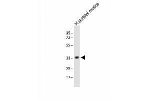Anti-TAS2R5 Antibody (Center) at 1:1000 dilution + Human skeletal muslce lysate Lysates/proteins at 20 μg per lane. (TAS2R5 Antikörper  (AA 183-215))