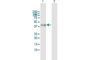 Western Blot analysis of JUNB expression in transfected 293T cell line by JUNB MaxPab polyclonal antibody. (JunB Antikörper  (AA 1-347))