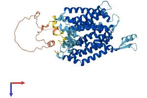 SLC33A1 Protein (AA 1-550) (His tag)