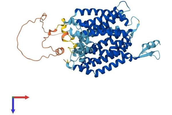 SLC33A1 Protein (AA 1-550) (His tag)