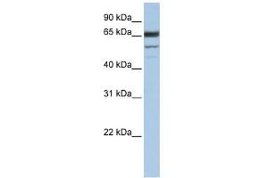 Western Blot showing SEPN1 antibody used at a concentration of 1. (SEPN1 Antikörper  (C-Term))