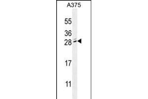 MBD3L2 Antibody (C-term) (ABIN655111 and ABIN2844742) western blot analysis in  cell line lysates (35 μg/lane).
