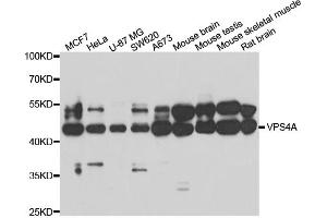 Western blot analysis of extracts of various cell lines, using VPS4A antibody (ABIN5974267) at 1/1000 dilution. (VPS4A Antikörper)