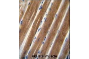 TNIP1 antibody (C-term) (ABIN654978 and ABIN2844618) immunohistochemistry analysis in formalin fixed and paraffin embedded human skeletal muscle followed by peroxidase conjugation of the secondary antibody and DAB staining. (TNIP1 Antikörper  (C-Term))