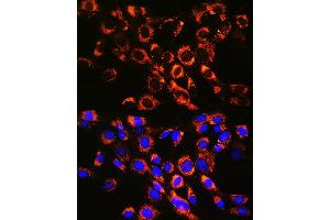 Immunofluorescence analysis of NIH-3T3 cells using R Rabbit mAb (ABIN7269812) at dilution of 1:100 (40x lens). (RAB7A Antikörper)
