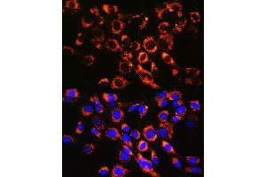 Immunofluorescence analysis of NIH-3T3 cells using R Rabbit mAb (ABIN7269812) at dilution of 1:100 (40x lens).