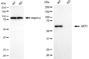 Western blotting analysis using AKT1 antibody (ABIN7800776).