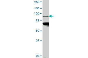 PCAF monoclonal antibody (M05), clone 5E8. (KAT2B Antikörper  (AA 353-452))