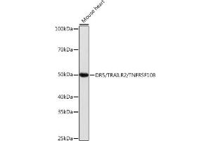 Western blot analysis of extracts of Mouse heart, using DR5/TR/TNFRSF10B antibody (ABIN7271062) at 1:1000 dilution. (TNFRSF10B Antikörper)