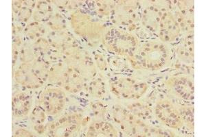 Immunohistochemistry of paraffin-embedded human pancreatic tissue using ABIN7149836 at dilution of 1:100 (DEXI Antikörper  (AA 1-95))
