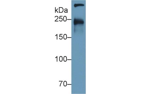 CUBN antibody  (AA 3157-3274)