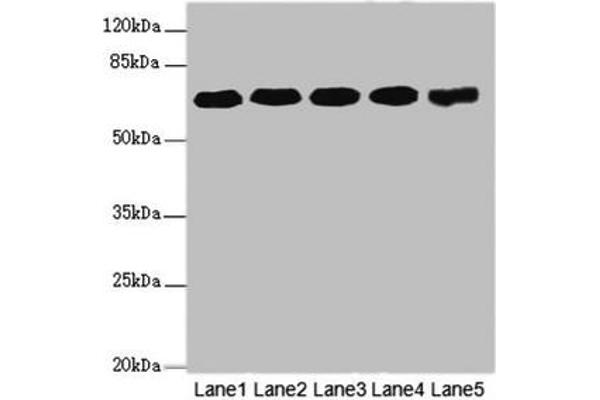 KPNA6 anticorps  (AA 277-536)